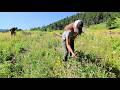 Foraging Wild Strawberries Making The BEST Strawberry Shortcake From Scratch