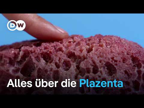 Die Plazenta: Das übersehene Superorgan der Schwangerschaft | Sex & the Body 16