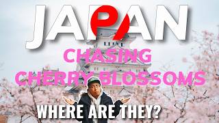 Chasing Cherry Blossoms in Japan & Everything I learned Along the Way