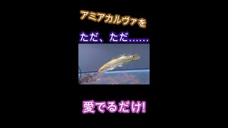 古代魚・アミアカルヴァをただ愛でるだけの動画　#shorts