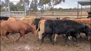 Vendor Bred Killara EU Hfrs - Durong