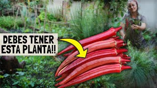 ESTA PLANTA es un TESORO | Solo con COMERLA MEJORA TODO! | Okra Quimbombó en tu huerto