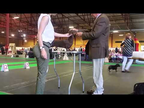 CACIB LV Winner June 2015