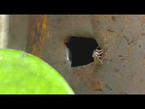 ABEJAS en Miniatura -