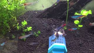 もぐもぐバスケット 良いです コリドラスハステータス 乾燥イトミミズ