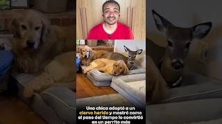 Ele se tornou mais um cachorrinho na família #shorts