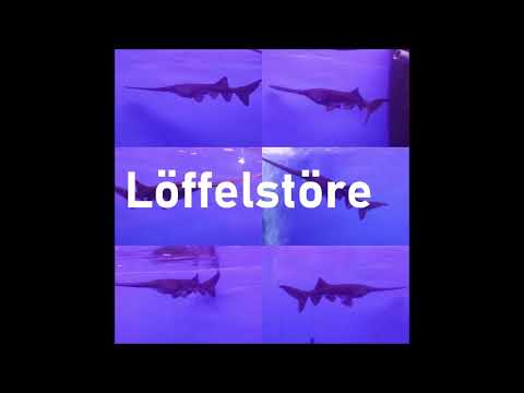 Fischfarm Schubert, Koi u.a. Teichfische online kaufen, bestellen per Versand