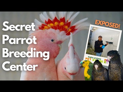 Secret Portuguese Parrot Breeding Center EXPOSED!