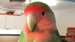 Funny and Cute Parrot Birds Compilation NEW