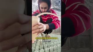 Download lagu Unik! Rahasia Peternak Ikan Cupang Thailand. #ikancupang #ikanhias #peternakikanhias mp3