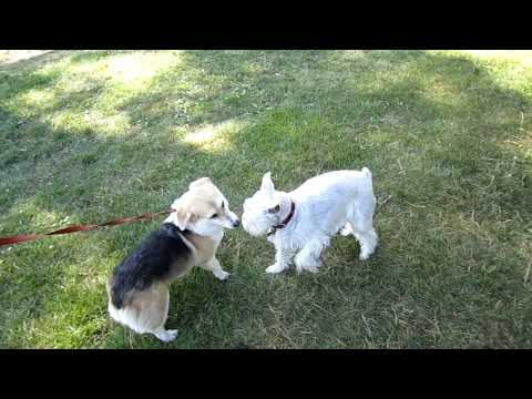 Sophie meets a new dog and it's owners
