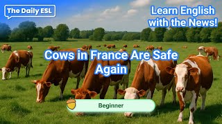 Learn English with the News! – Cows in France Are Safe Again | Beginner | The Daily ESL