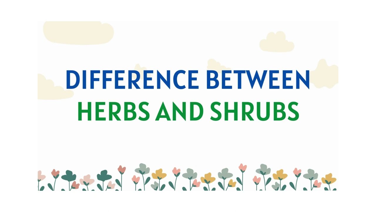Difference between Herbs and Shrubs| Herbs | Shrubs | #botany #herbs #shrubs #difference