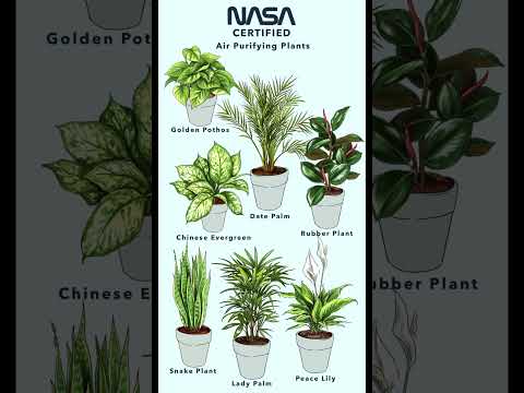 NASA approved air purifying indoor plants