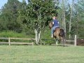 Half Arab Country Gelding For Sale Fire In Harlem CMF Congrats Becca Nick Wenz