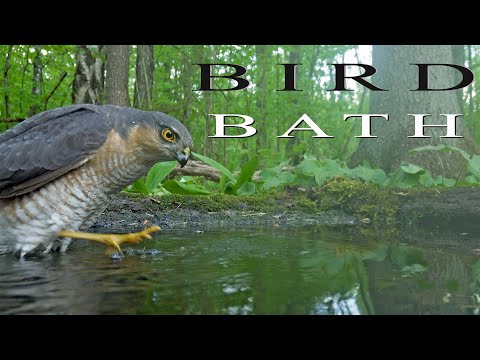 BIRD BATH CAMERA. Birds at a watering in the spring forest.