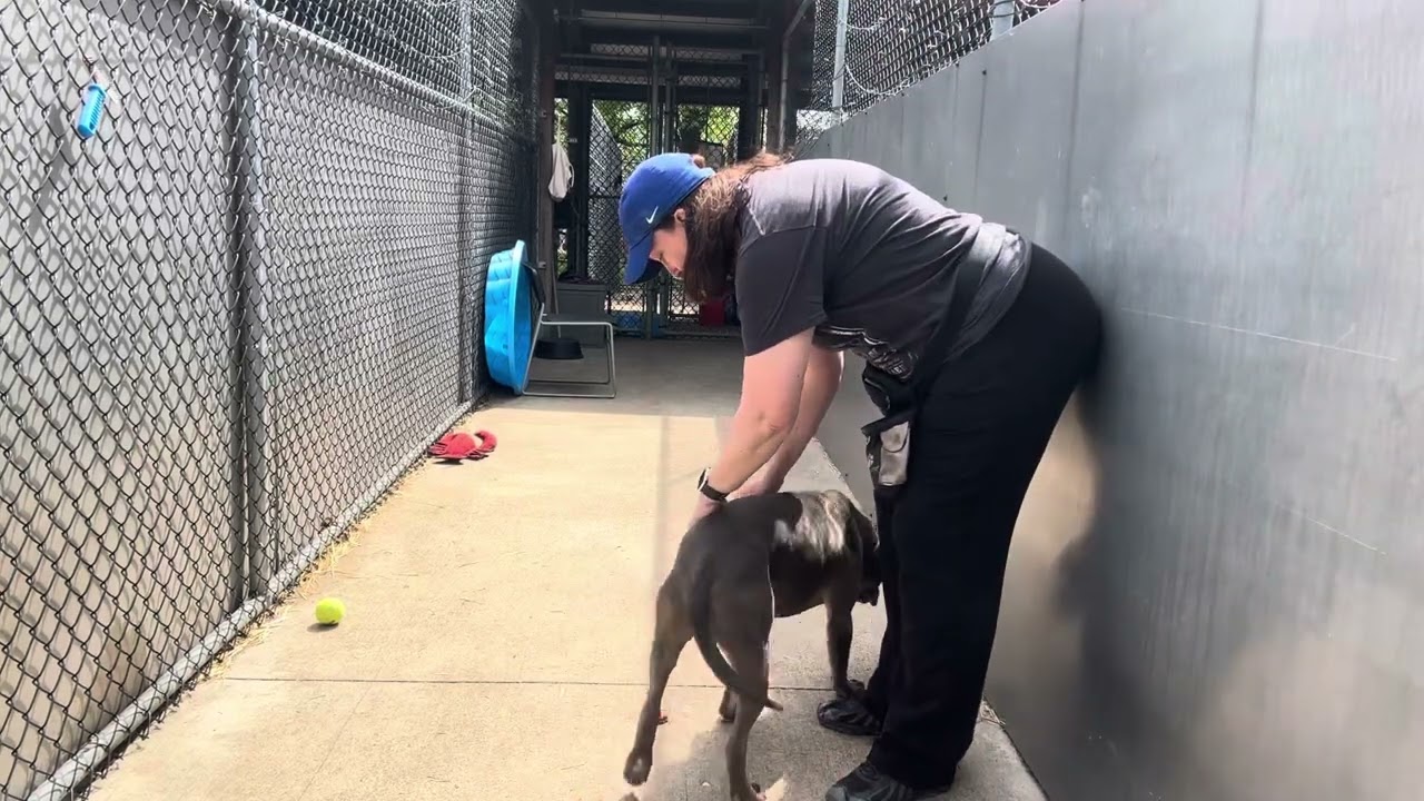 Enlarge Sharky, an adopted Pit Bull Terrier in Chicago, IL video 5/5