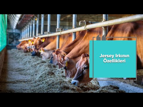 , title : 'Jersey Sığır Irkının Özellikleri'