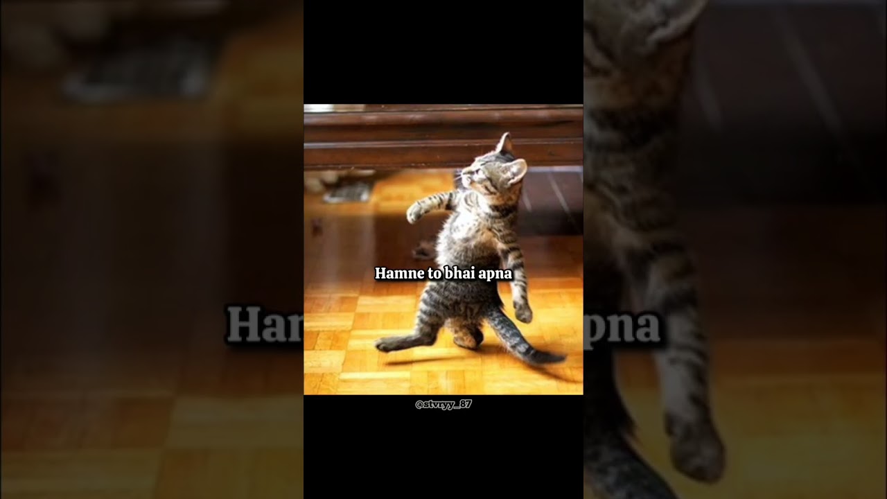 swaha 🥀 #cat #funny #shorts #trending #viral #explorepage #foryou @stvryy_87 «