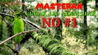 Download lagu Suara Burung || Masteran Cucak Ijo Dari alam Liar Tambah Gacor mp3