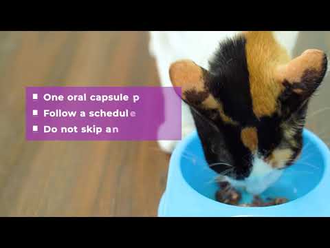 Basmi FIP™ Oral Capsules: An Easy and Effective Treatment Option for Feline Infectious Peritonitis