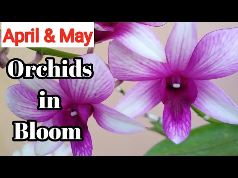 Orchids in Bloom - April & May 2021