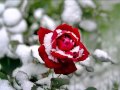 снег на розах С Васюта гр Сладкий сон 
