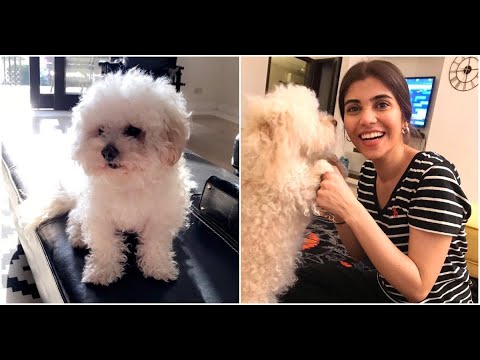 Lovely Pet Dog of Minna Tariq and Rubina Ashraf