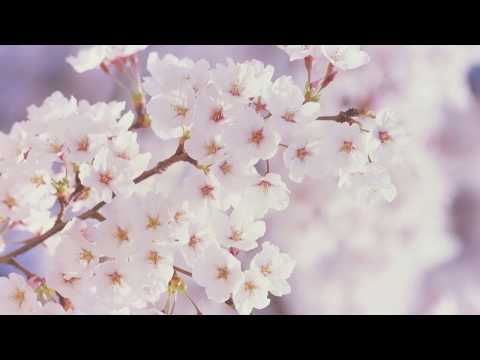 ODAM KADAL ODUM //  Kanmani Raja 1974 - P.SUSHEELA + SPB - Kannathasan - MSV