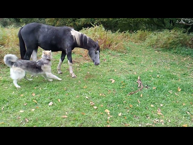 Adorable Poulain mâle Pie Gris OC 