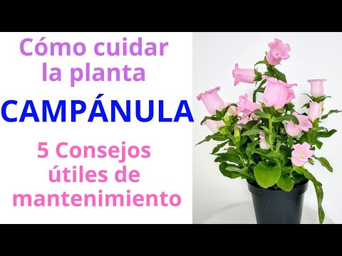 , title : 'Planta CAMPÁNULA O Campanilla'