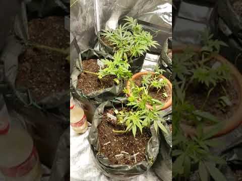 The plants love the mars hydro ts600 not so much the spider farmer sf600