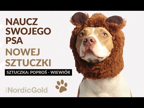 Naucz psa nowej sztuczki: POPROŚ – WIEWIÓR | UniQ Nordic Gold