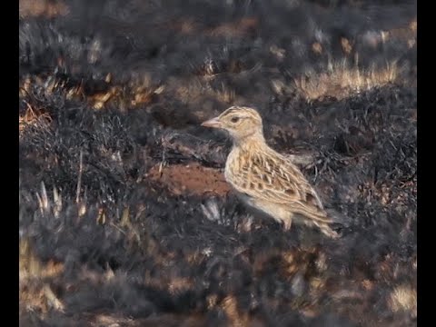 Birding Wakkerstroom for Rudd's Lark and other special birds