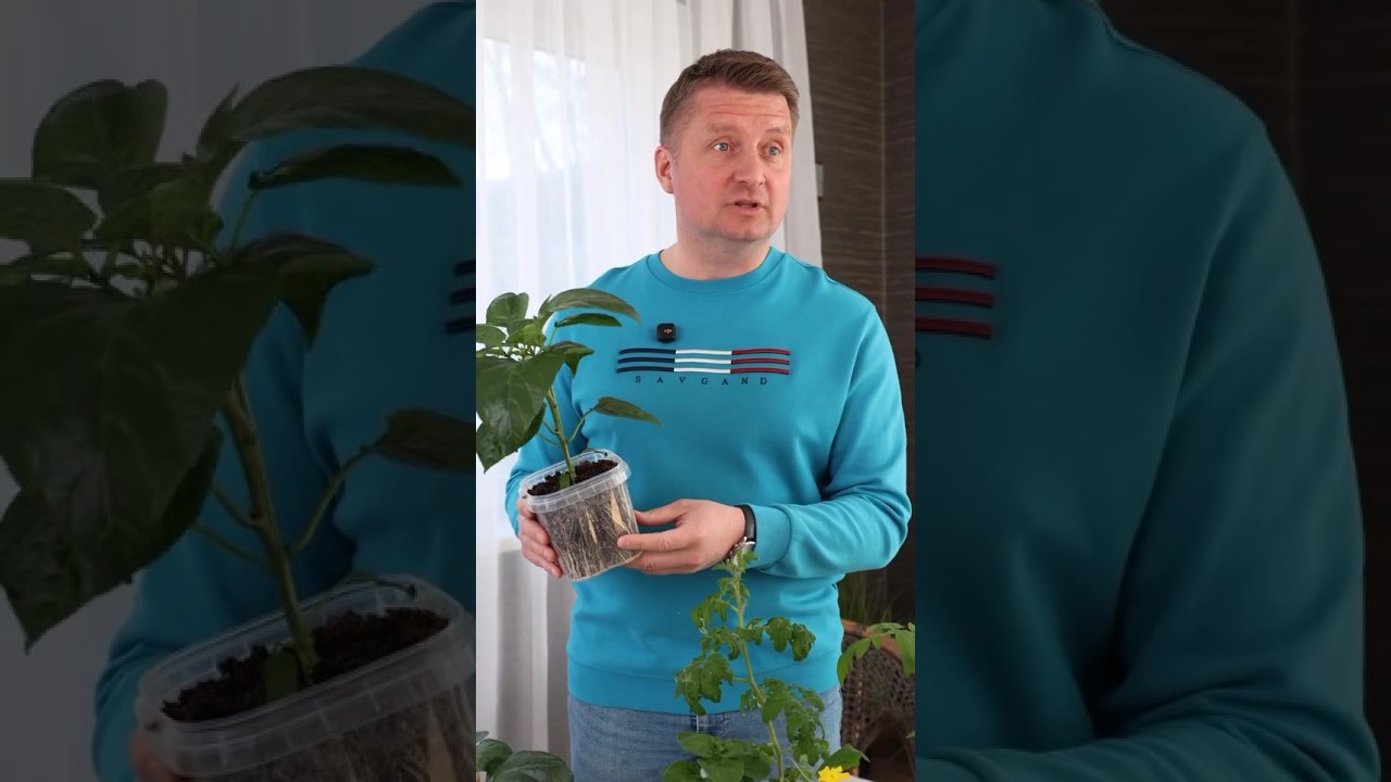 От этой подкормки рассада становится толще, корни мощнее, а листья не желтеют! Вот чем подкормить