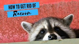 How To Get Rid Of Raccoons Under The House