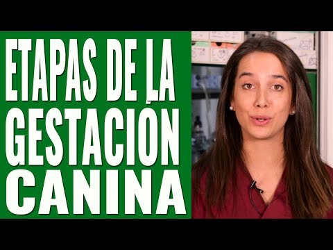 LAS ETAPAS DEL EMBARAZO EN UNA PERRA / DURACIÓN DEL EMBARAZO EN PERRAS