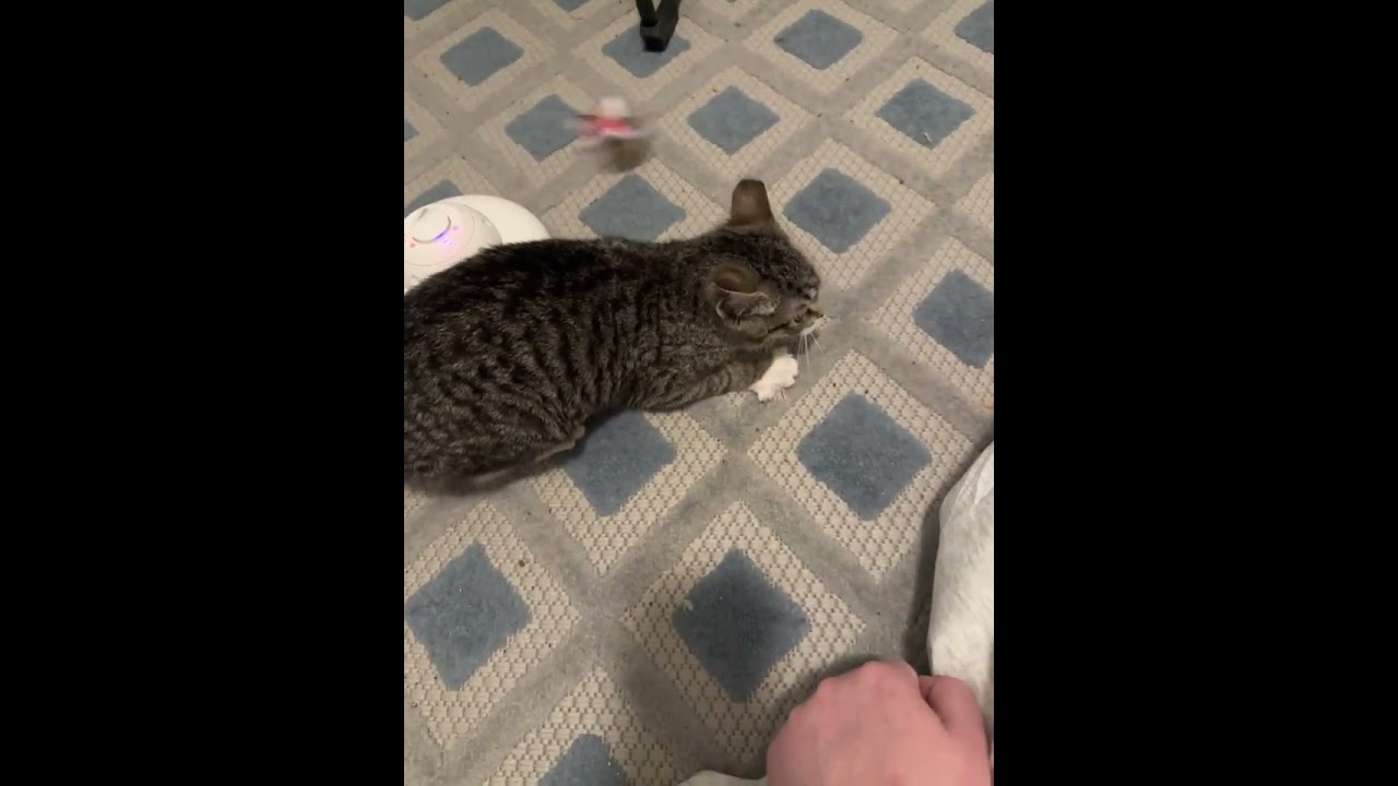 Skye, a ADOPTABLE mixed breed in Hyattsville, MD video 6/6