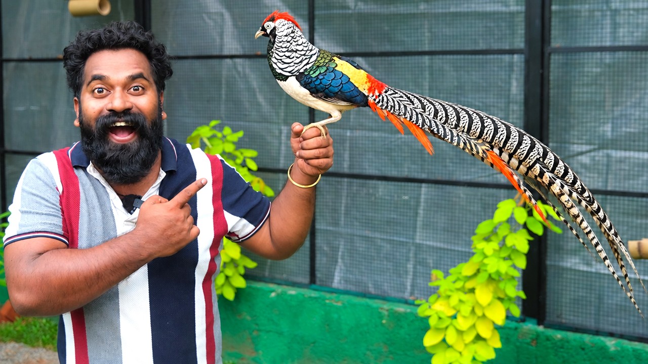 Ep 9 Building A Giant Bird House | കിളികൂട്ടിലേക്ക് കാട്ടു മയിലിനെ വാങ്ങ