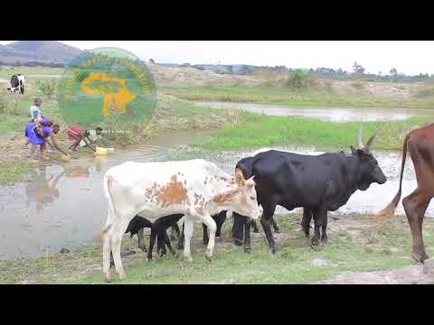 Help to construct clean water to 200000 in Uganda