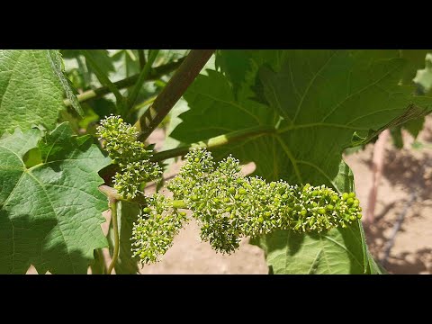 , title : 'طريقة للمحافطة على العناقيد المزهرة بالعنب How to take care of grapes - GRAPES THINNING'