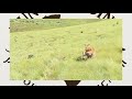 Amaphisi Hunting Greyhound Hunting Racing