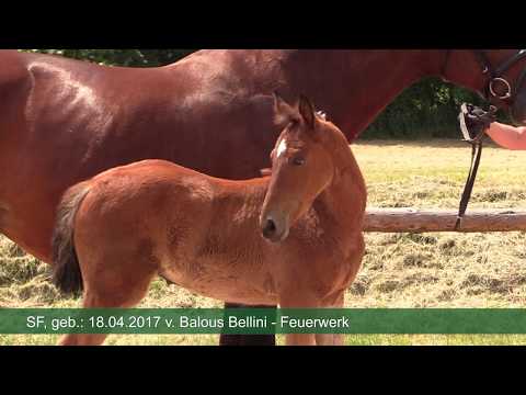 SF von Balous Bellini - Feuerwerk
