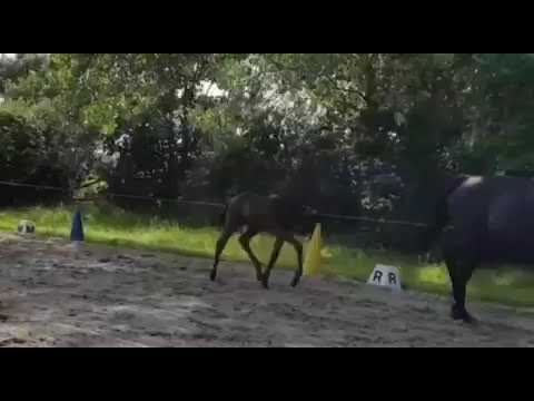 Hengstfohlen 2021 von Vainqueur x Stedinger