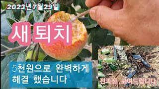새 퇴치 5천원으로 해결방법(전과정을 보여드립니다)