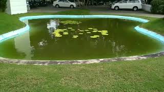 preview picture of video 'Artificial lotus pond'