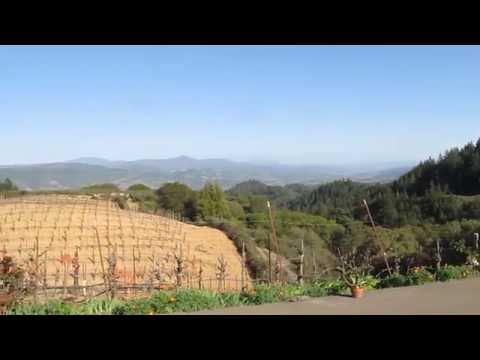 Zinfandel vineyard near Cloverdale