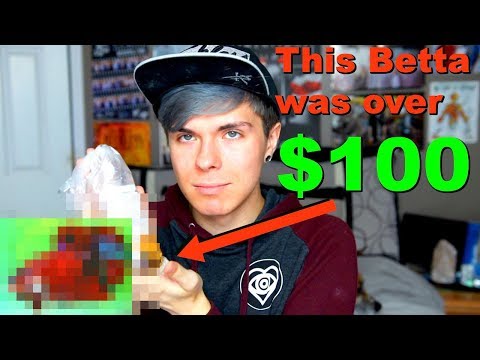 Unboxing My $100 Betta Fish from Indonesia!!!