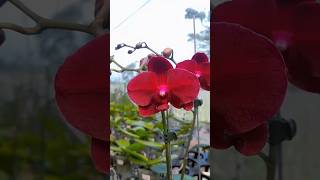 Download lagu Anggrek bulan merah #anggrek mp3