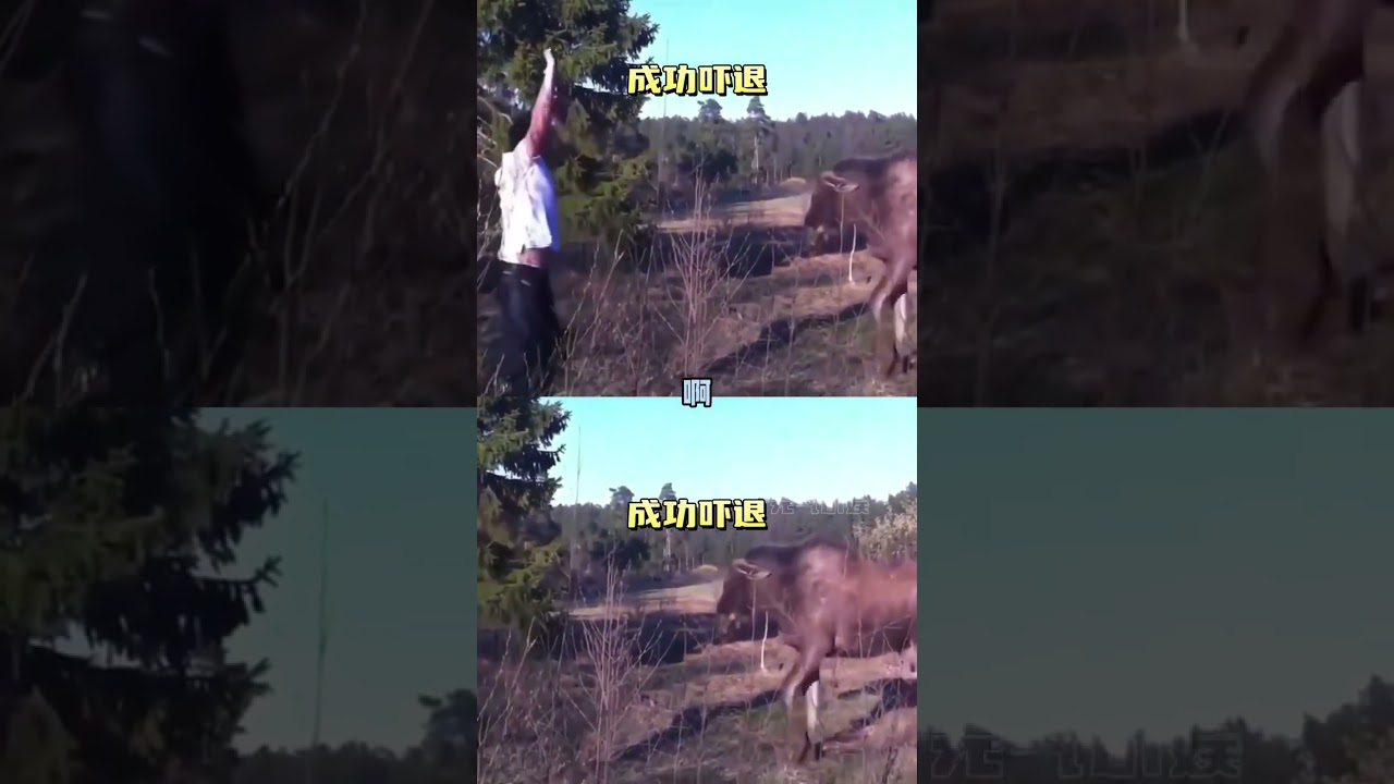 鹿：坏了，此子颇有故人之姿 #人类拿起长矛  #动物  #先祖  #万万没想到